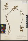 Foto von Salix pulchra Cham. x Salix reptans Rupr.